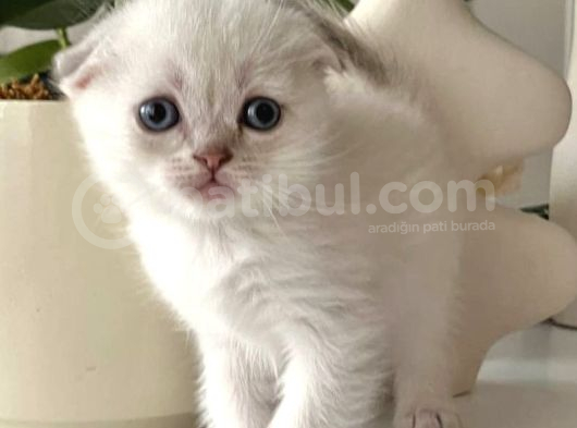 Uygun Di̇şi̇ Scotti̇sh Erkek Bri̇ti̇sh Bebeler