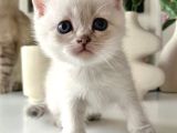 Uygun Di̇şi̇ Scotti̇sh Erkek Bri̇ti̇sh Bebeler