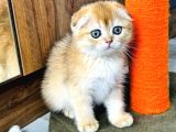 Show Kalite Scottish Fold Golden
