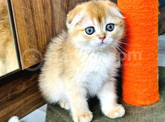 Show Kalite Scottish Fold Golden görsel