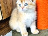 Show Kalite Scottish Fold Golden