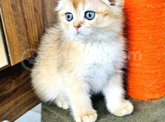 Show Kalite Scottish Fold Golden görsel