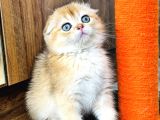 Show Kalite Scottish Fold Golden