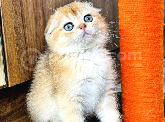 Show Kalite Scottish Fold Golden görsel