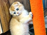 Show kalite Scottish Fold golden