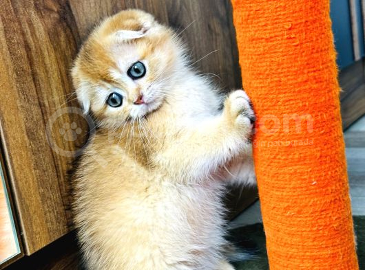 Show Kalite Scottish Fold Golden