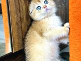 Show Kalite Scottish Fold Golden