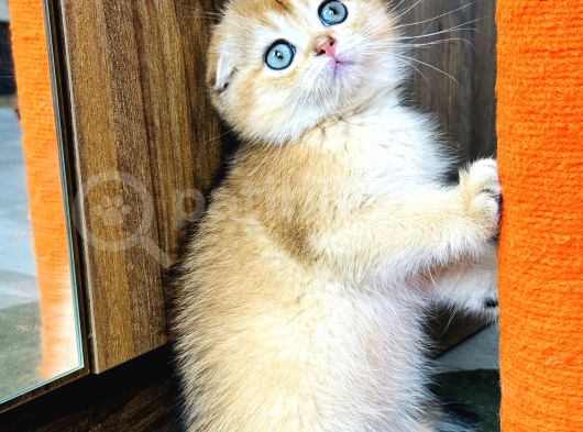 Show Kalite Scottish Fold Golden görsel
