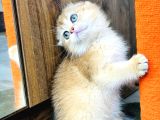 Show Kalite Scottish Fold Golden