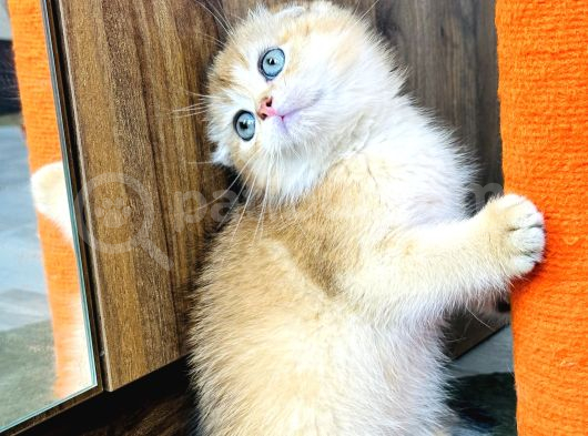 Show Kalite Scottish Fold Golden görsel
