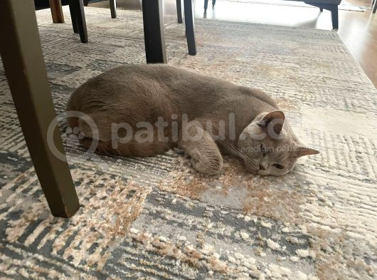 Cookie Için Bir Yuva Arıyoruz görsel
