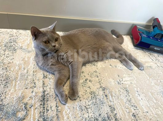 Cookie Için Bir Yuva Arıyoruz görsel