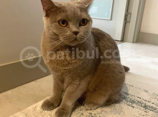 Cookie Için Bir Yuva Arıyoruz görsel