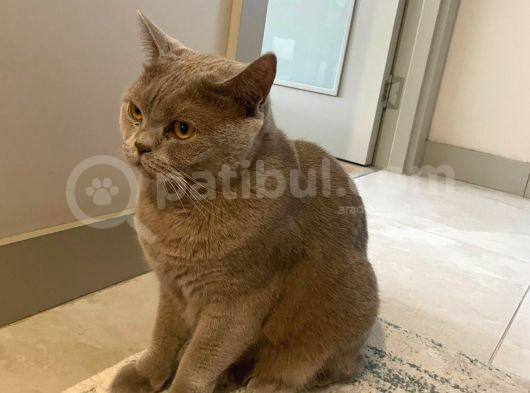 Cookie Için Bir Yuva Arıyoruz görsel