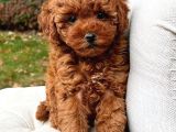Toypoodle değil maltipoo bebekler