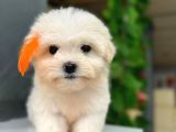 Orji̇nal Maltese Bebekleri̇