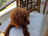 Irkının En Yakışıklısı 5 Aylık Toy Poodle