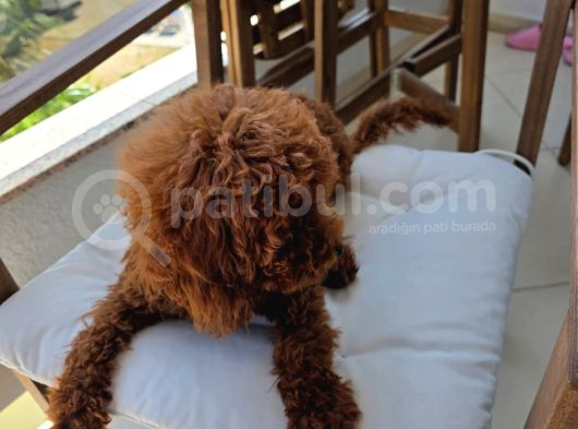 Irkının En Yakışıklısı 5 Aylık Toy Poodle görsel