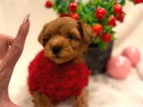 POODLE AYARINDA MALTİPOLAR
