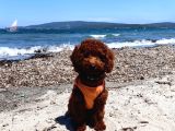 Irkının en Yakışıklısı 5 aylık Toy Poodle