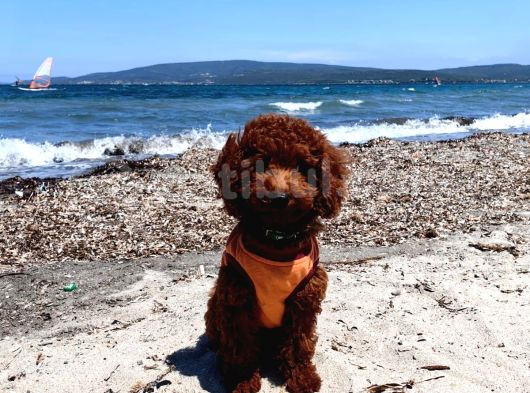 Irkının En Yakışıklısı 5 Aylık Toy Poodle
