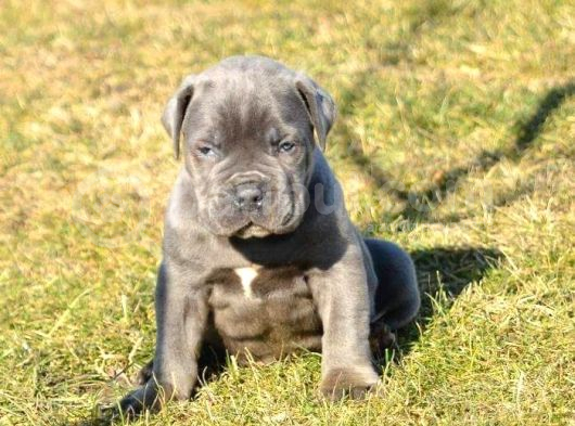 BLUE CANE CORSO YAVRULARIMIZ