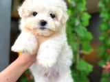 ORJİNAL MALTESE BEBEKLERİ