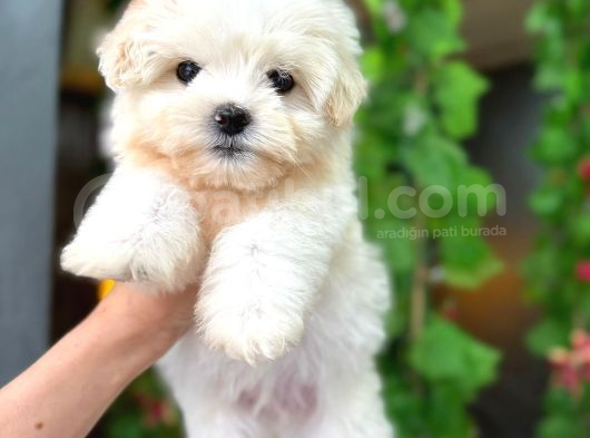 Orji̇nal Maltese Bebekleri̇