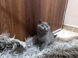 Safkan British Shorthair Yavrumuz Sahiplendirilecek