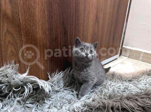 Safkan British Shorthair Yavrumuz Sahiplendirilecek