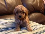 Zi̇yarete Açik Göz Alici Güzelli̇kteki̇ Poodle Bebekler