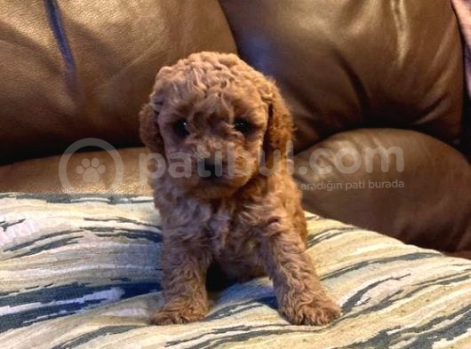 Zi̇yarete Açik Göz Alici Güzelli̇kteki̇ Poodle Bebekler görsel