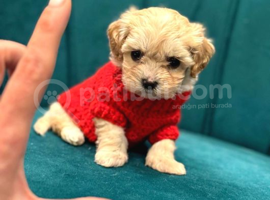 Irk Ve Sağlik Garanti̇li̇ Malti̇poo görsel
