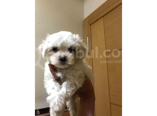 Topaç Gibi Maltese Bebeklerimiz