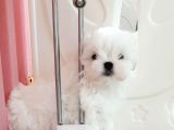 Micro Boy Morkie Geldi