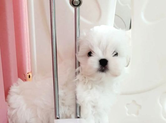 Micro Boy Morkie Geldi görsel