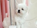 Micro Boy Morkie Geldi