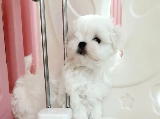 Micro Boy Morkie Geldi görsel