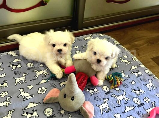 Micro Boy Morkie Geldi