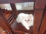 Pamuk Bebekler