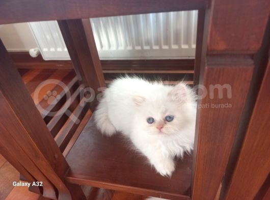 Pamuk Bebekler görsel