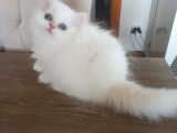 Pamuk Bebekler