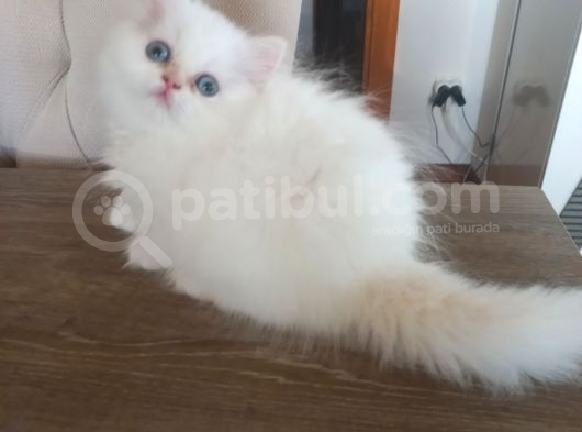 Pamuk Bebekler görsel