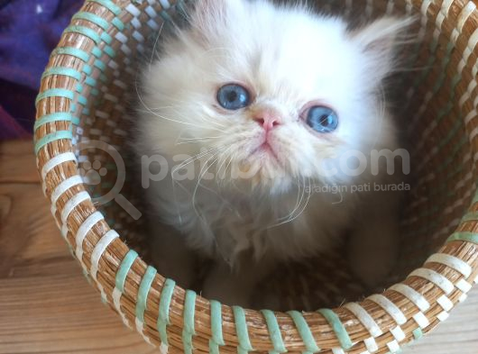 Pamuk Bebekler