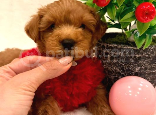 Orji̇nal Malti̇po Yavrulariniz Burada