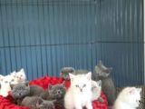 Kedi̇ci̇den Show Kali̇te British Shorthair Yavrulari Ank