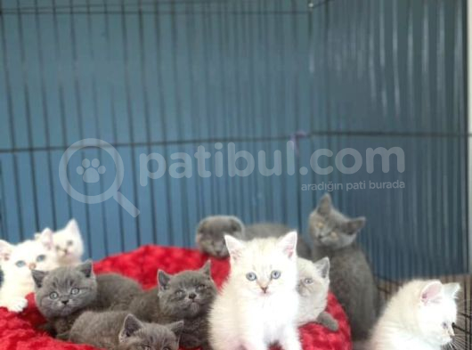 Kedi̇ci̇den Show Kali̇te British Shorthair Yavrulari Ank görsel