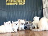Kedi̇ci̇den Show Kali̇te British Shorthair Yavrulari Ank