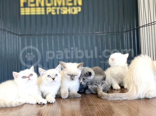 Kedi̇ci̇den Show Kali̇te British Shorthair Yavrulari Ank görsel