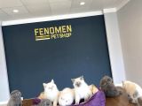 Kedi̇ci̇den Show Kali̇te British Shorthair Yavrulari Ank